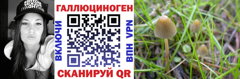 Псилоцибиновые грибы Psilocybe  Шахты 